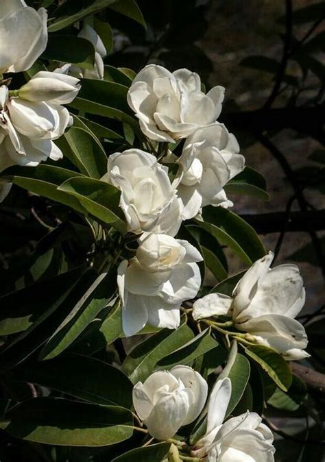 含笑花 花期|含笑花